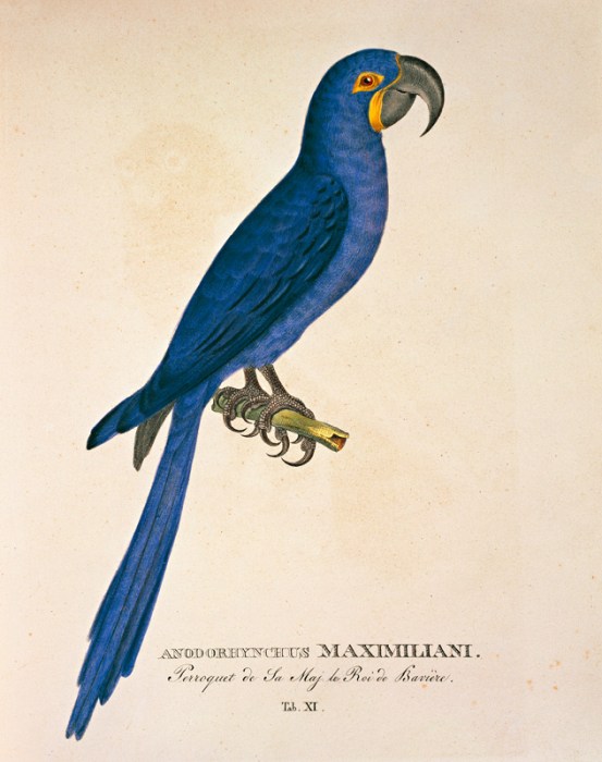 Ara Anodorhynchus maximiliani from 