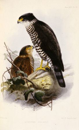 Accipiter Collaris (Semicollared Hawk) from 