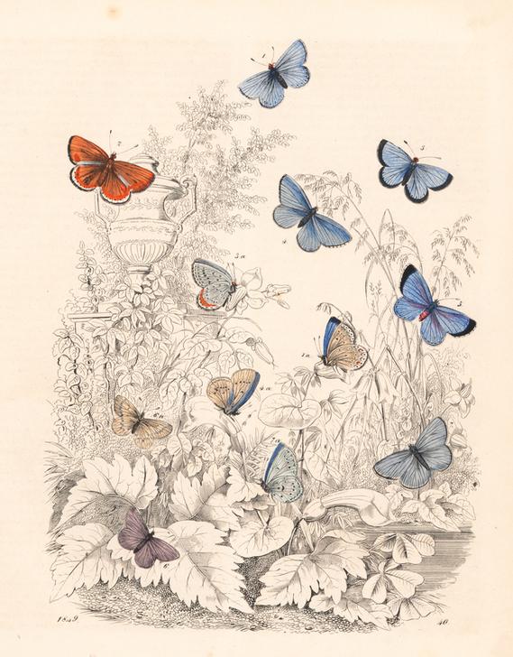 Adonis blue butterfly from 