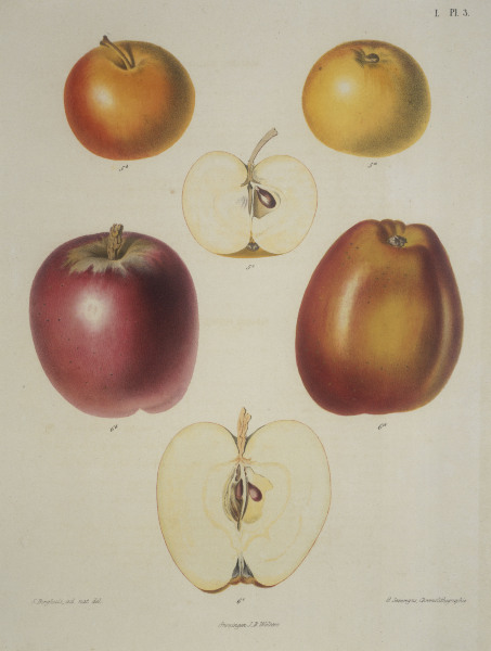 Apple / Colour lithograph from 