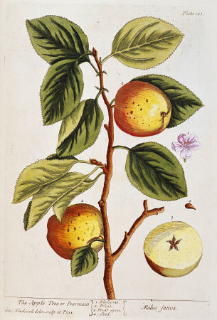 Apple Tree, (Malus Sativa) From ''A Curious Herbal'' from 