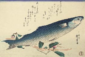 A Design From A Large Fish Series,  Signed Ichiryusai Hiroshige Ga,  Utagawa Hiroshige (1797-1858) O
