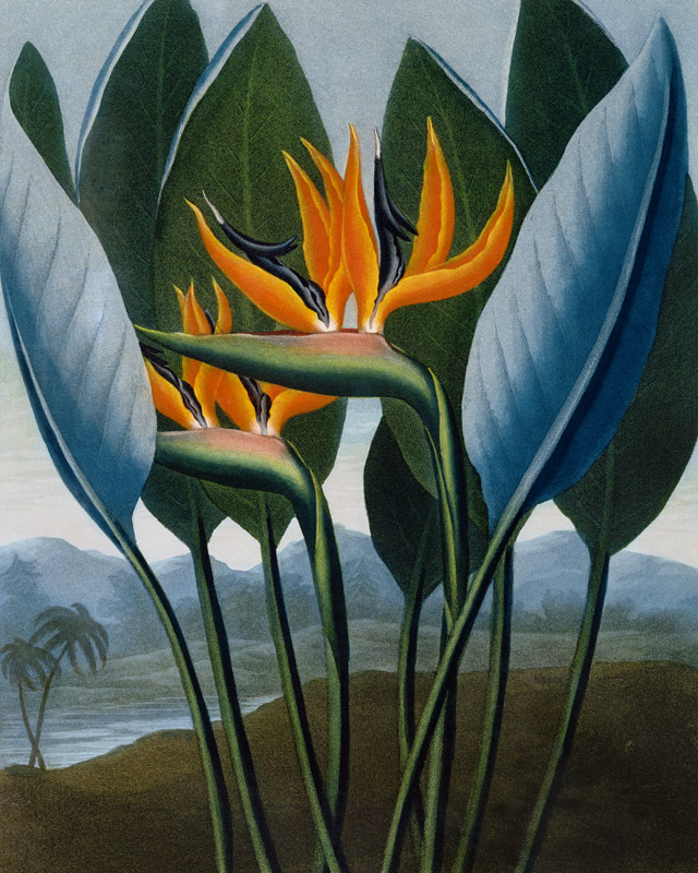 Bird-of-Paradise Flower / Aquatint 1804 from 