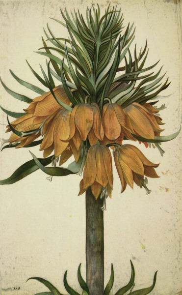 Botany, Lily / Georg Flegel from 
