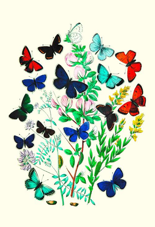 Butterflies from 