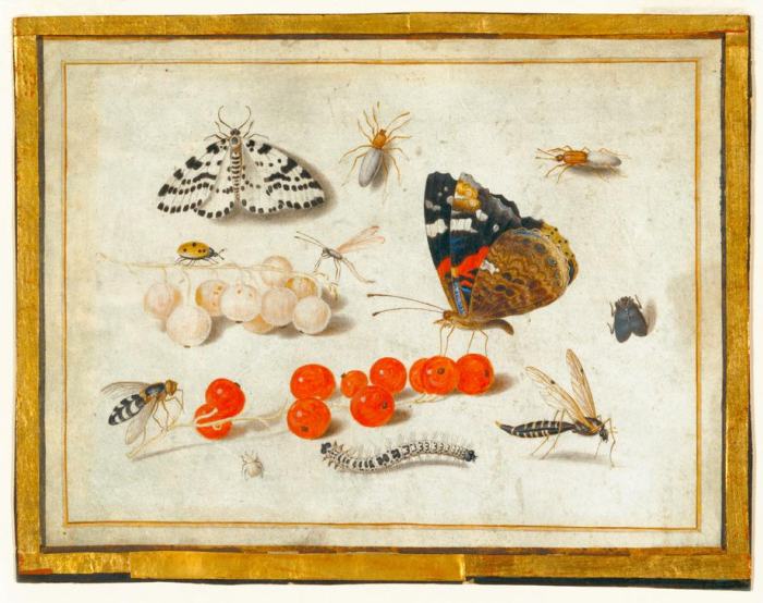 Butterfly, Caterpillar, Moth, Insects, and Currants from 