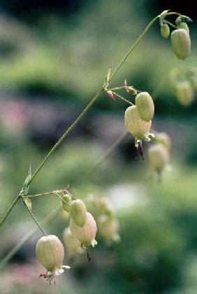 Bladder Campion (Silene inflata) (photo) 