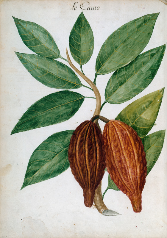 Cacao tree/ Ch.Plumier from 