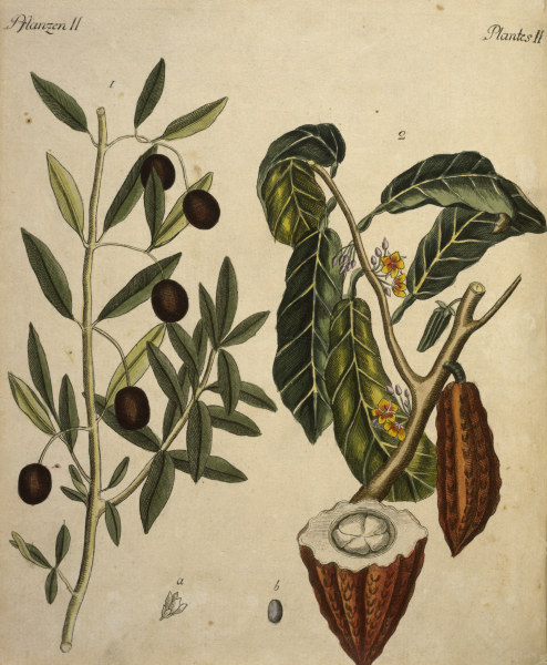 Cacao Tree and Olive Tree / Engraving from 