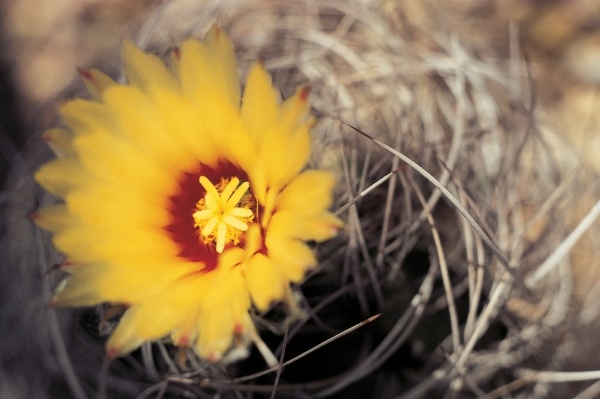 Cactus flower (photo)  from 