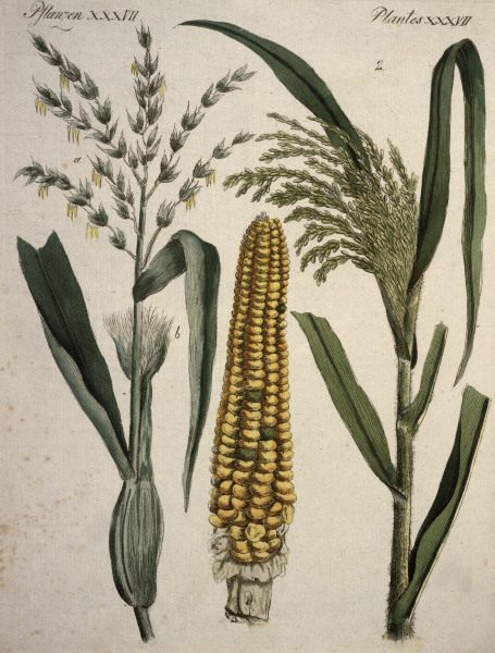 Cereals / from Bertuch 1796 from 