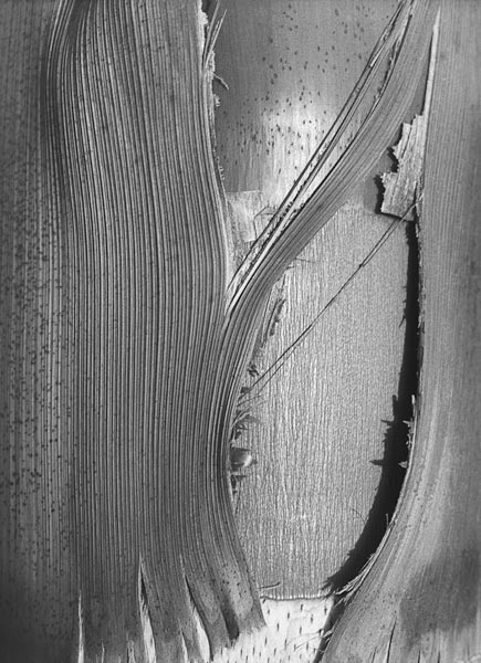 Close up of bark of trees trunk (b/w photo)  from 
