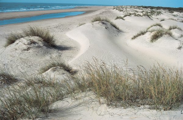 Coastal sand dunes, Kutch (photo)  from 