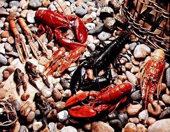 Collection of Shellfish from 