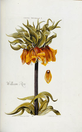 Corona Imperialis From Hortus Nitidissimis Omnem Per Annum Superbieus Floribus from 