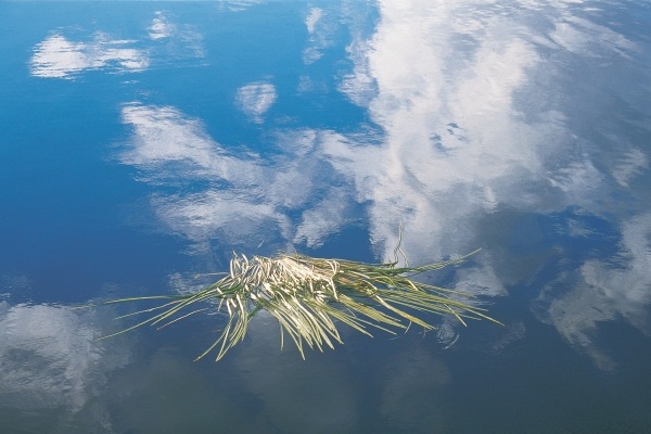 Cut grass floating in unknown lake reflecting clouds (photo)  from 