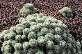 Cactus (photo) 