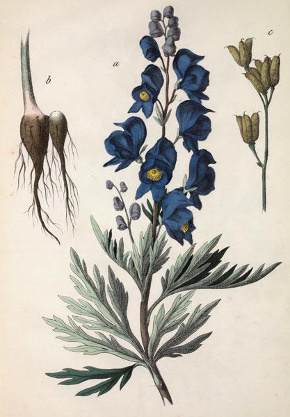 Common Monkshood / Hochstetter