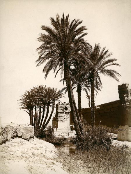 Date palm / Morocco / Photo c.1900 from 