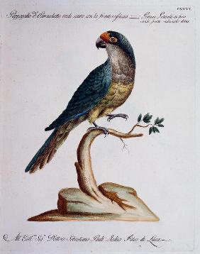 Dark green Parrot or Parakeet with reddish face (Psittacus psittacula ex Fusco viridis, front fronte