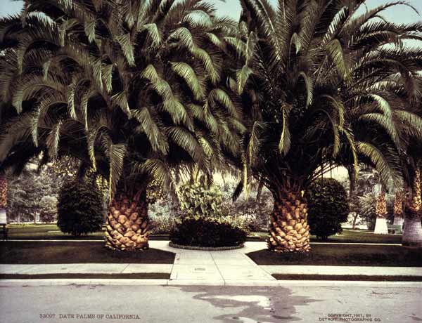 Date Palms / California / Photo / 1901 from 