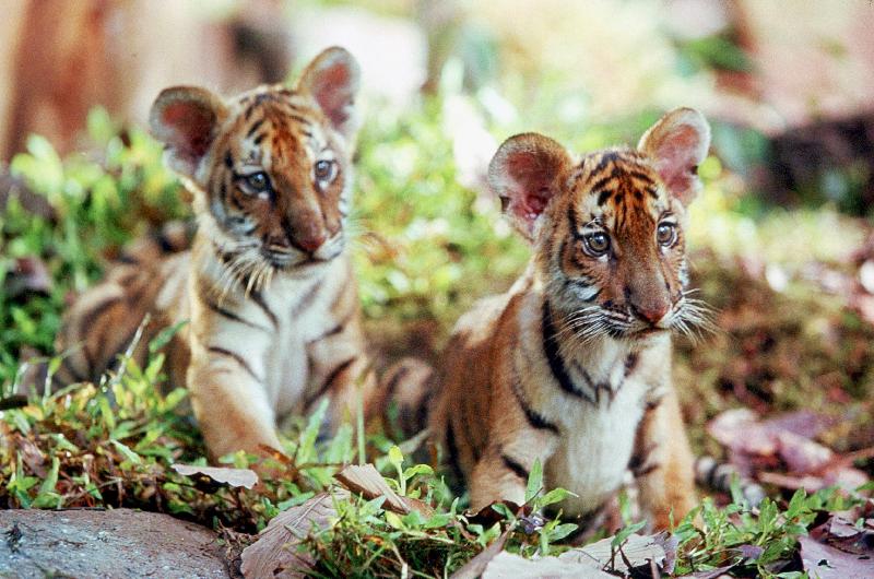 Deux Freres TWO BROTHERS de JeanJacquesAnnaud avec les petits tigres Kumal, Sangha from 