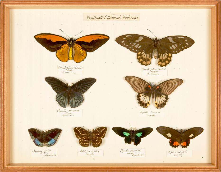 Display showing differences in colouring between male and female butterflies of the same species from 