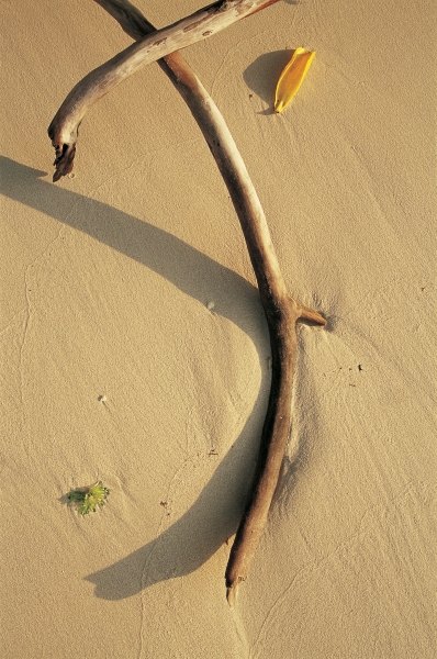 Driftwood and dry leaf (photo)  from 