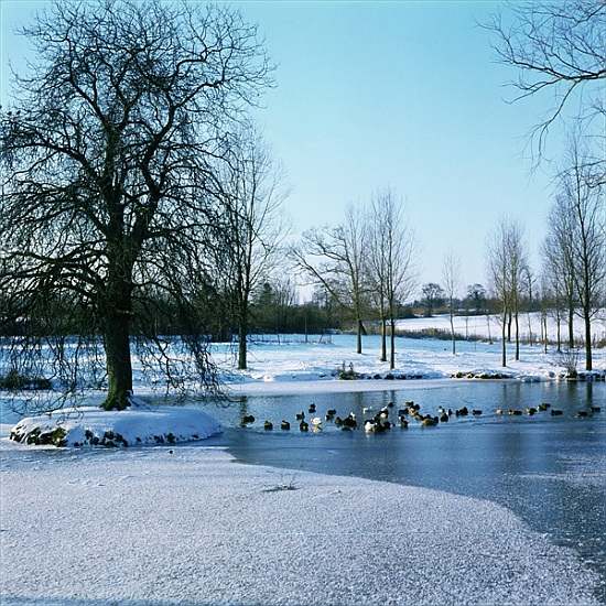 Ducks in the Snow near Finchingfield, Essex from 