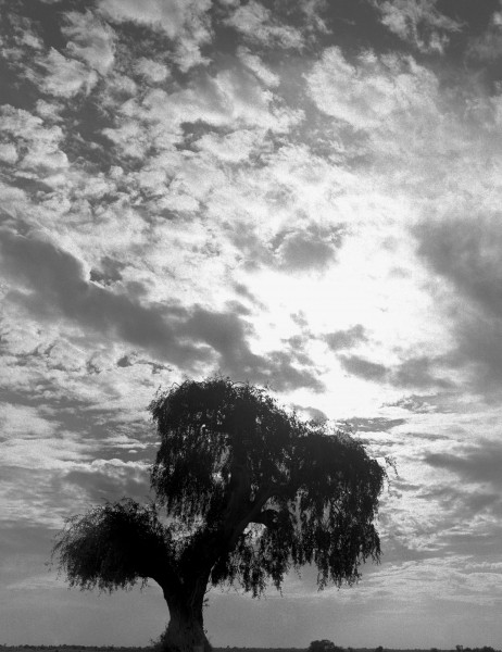 Form of tree (b/w photo)  from 