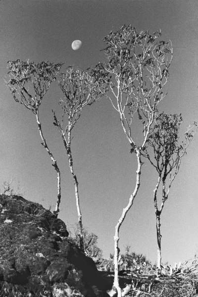 Form of trees (b/w photo)  from 