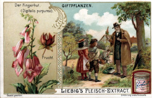 Foxglove / Liebig Card from 