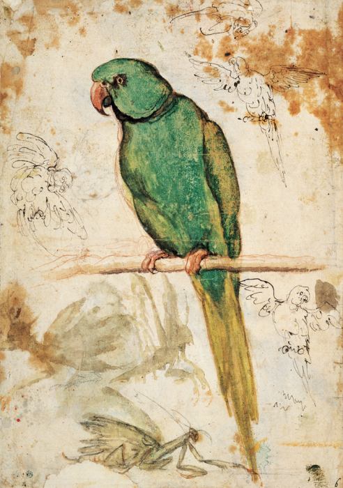 Green parrot and sketches of parrots and praying mantis from 