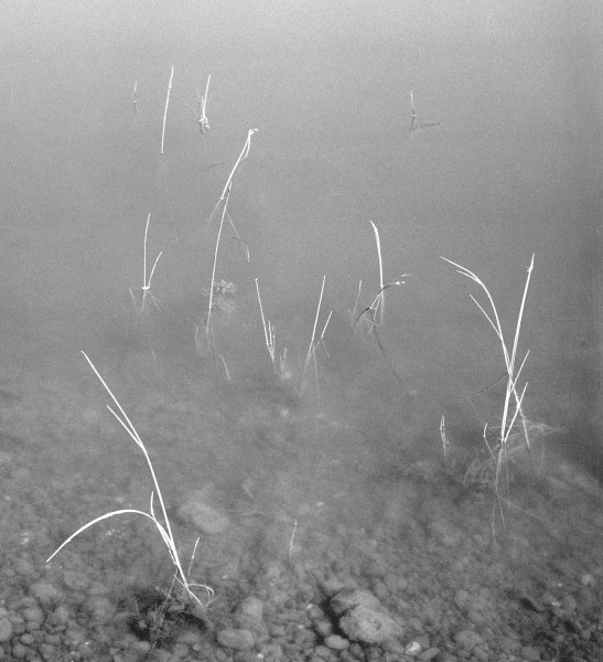 Grass in water (b/w photo)  from 