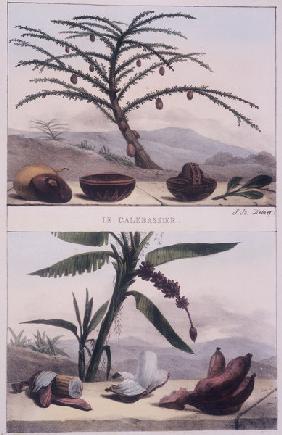 Gourd & Banana / Litho fr.:J.B.Debret