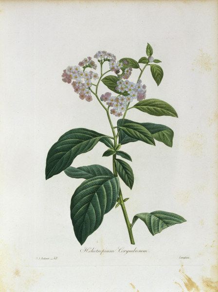 Heliotropium Corymbosum / Redouté from 