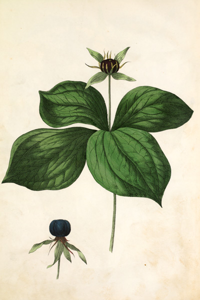 Herb-paris / Lithograph by Hochstetter from 