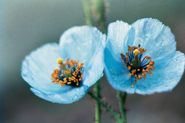 Himalayan Blue Poppy (Meconopsis aculeata) (photo)  from 