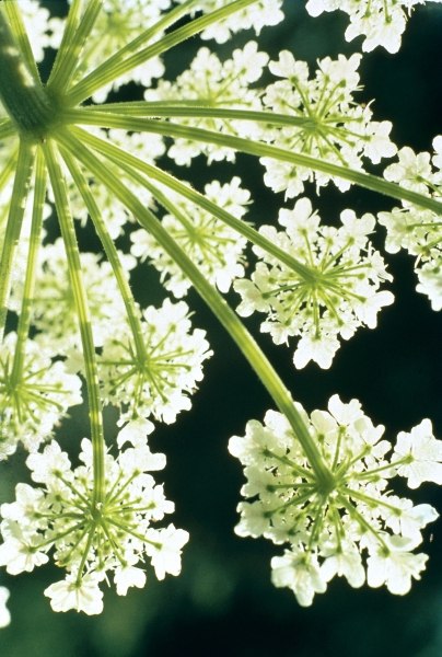 Himalayan Hogweed Cowparsnip (Heracleum candicans) (photo)  from 