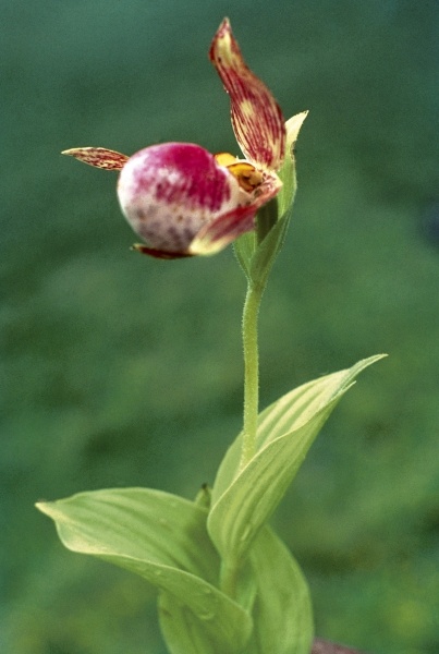 Himalayan Ladyslipper (Cypripedium himalaicum) (photo)  from 