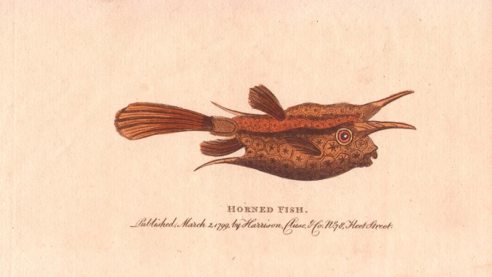 Horned fish or longhorn cowfish from 
