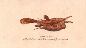 Horned fish or longhorn cowfish