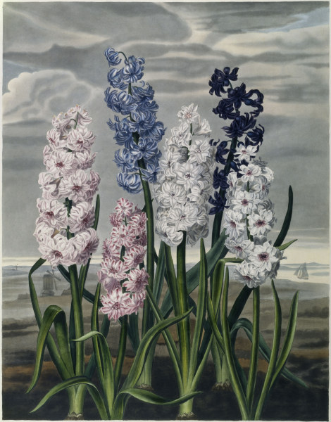 Hyacinths / Aquatint / c.1820 from 