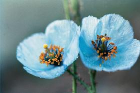 Himalayan Blue Poppy (Meconopsis aculeata) (photo) 