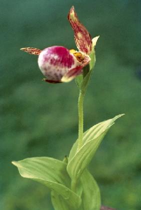 Himalayan Ladyslipper (Cypripedium himalaicum) (photo) 