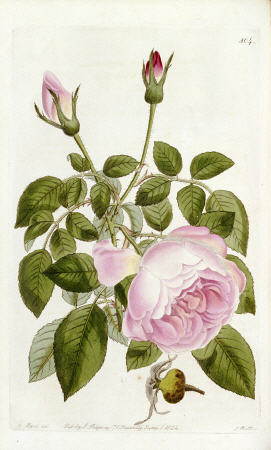 Illustration From The Botanical Register, Sydenham Teast Edwards 1769?-1819 & John Lindley 1799-1865 from 