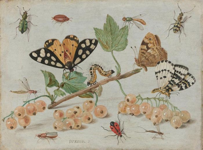 Insects and Fruit from 