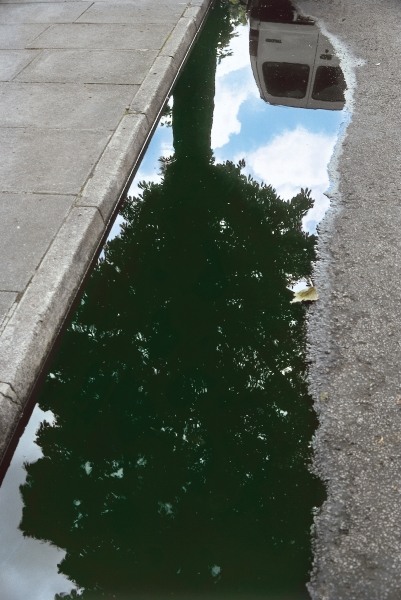 Inverted tree in roadside pool of water (photo)  from 