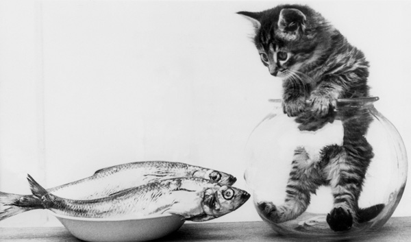 Kitten in an aquarium looking at fishes in a plate from 