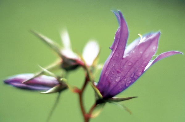 Large Bell Flower (Campanula latifolia) (photo)  from 